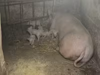 母猪, Крупная белая — 照片 1