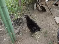 Chickens — 照片 2