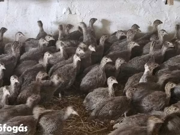 Guinea fowl