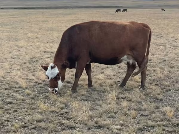 母牛, Kazakh White-headed cow
