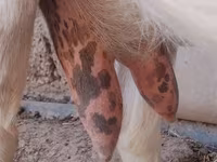 Ziege, Saanen goat — Foto 5