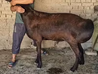 मेढ़ा, भेड़ — फ़ोटो 2