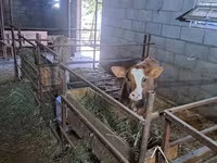 Krava, Swiss cattle — foto 2