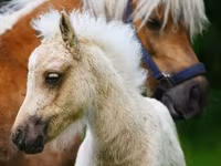 Lovak (tétel, nem megadva), Shetland Pony — 6. fotó