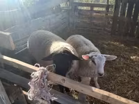मेढ़ा, White Suffolk sheep — फ़ोटो 3