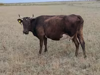 Tehén, Ukrainian grey cattle — 3. fotó
