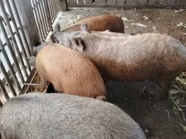 公猪,  — 匈牙利