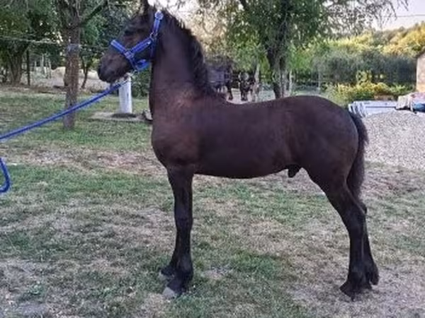 Caballo, Friesian — Hungría