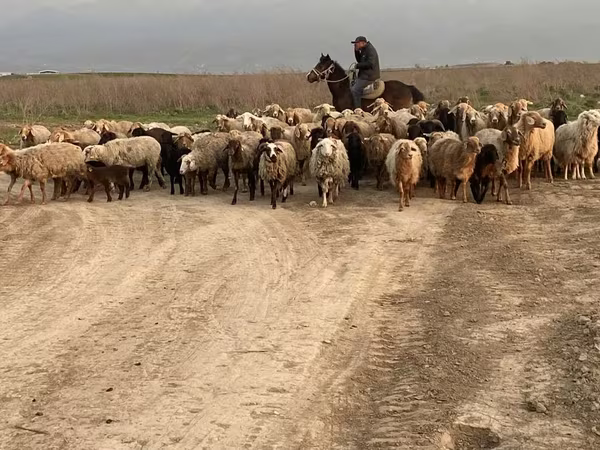 Kos, Juhok