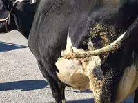 Vaca, Raça Holstein — foto 4