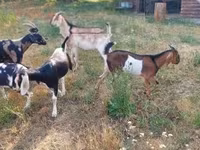 公山羊, Nubian Goat — 照片 4