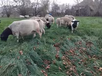Sheep (batch, sex not specified), Dorper sheep — photo 2