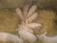 Locha, Świnie — zdjęcie 2