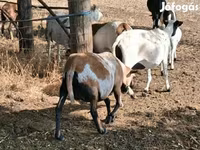 Oveja, Cameroon sheep — foto 4