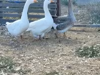 Geese — zdjęcie 6