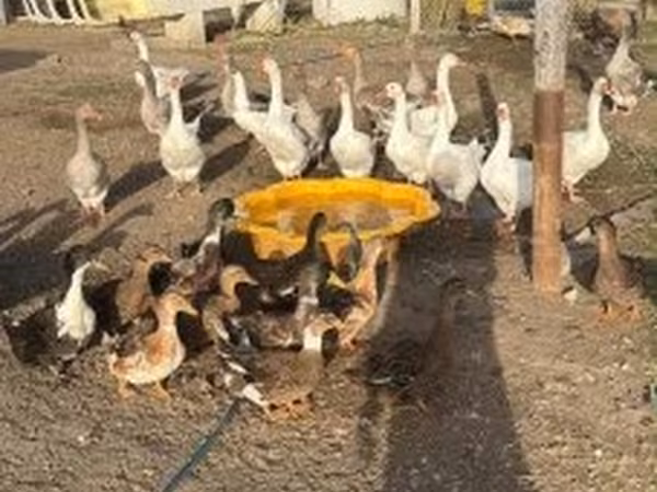 Ducks — Magyarország