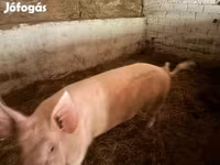 Boar, Крупная белая — photo 1