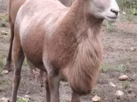 Kos, Katum sheep — 6. fotó
