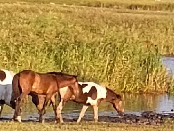 Yegua, Caballos