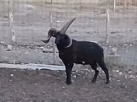 公羊, Shetland sheep — 照片 4