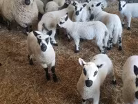 Widder, Cerry Hill sheep — Foto 3
