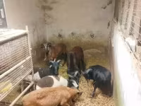 Oveja, Cameroon sheep — foto 4