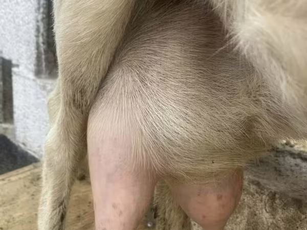 Ziege, Saanen goat