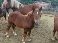 Caballo, Hungarian horse breed — foto 4