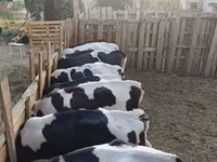 ثور, Russian Black pied cattle — الصورة 1
