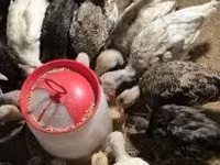 Turkeys — Foto 1