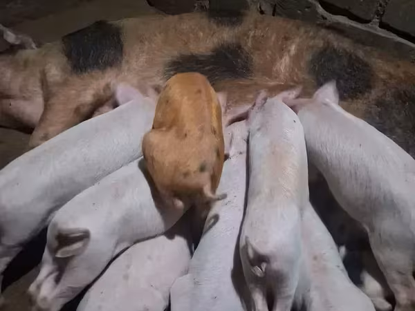 Boar, Pigs