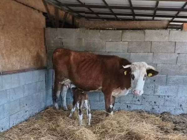 Byk, Simmental cattle — Węgry