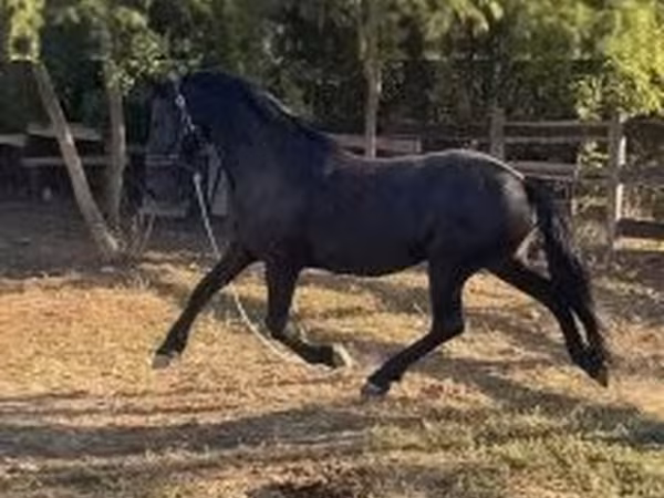 Klisna, Friesian — Maďarsko