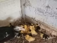 Ducks — الصورة 7