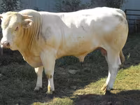 Bull, Blonde d’Aquitane cattle — photo 3