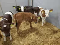 Tehén, Simmental cattle — 2. fotó