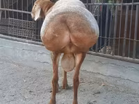 Carnero, Saryarka sheep — foto 4