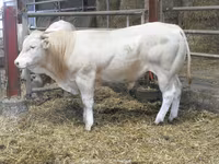 Bika, Blonde d’Aquitane cattle — 4. fotó