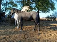 Hengst, Lipizzaner — Foto 3