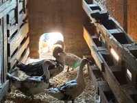 Ducks — zdjęcie 2