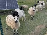 Sheep, Cerry Hill sheep — photo 7