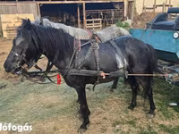 母马, Horses — 照片 2