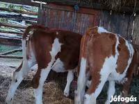Bull, Limousin cow — photo 3