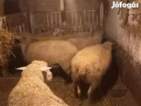 Juh, Juhok — 1. fotó