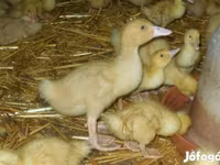 Ducks — 照片 2