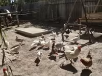 Chickens — photo 2