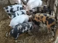 公猪, Pigs — 照片 2