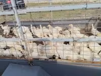 Turkeys — الصورة 3