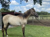 Hing, Rocky Mountain Horse — 4. fotó