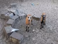 母羊, Cameroon sheep — 照片 4